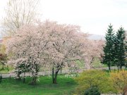 正面玄関前の桜の木
