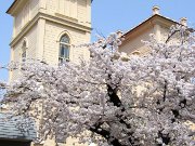 弘前教会の桜