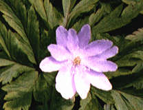 256色パレット方式の花の写真もそれほど画質は悪くない
